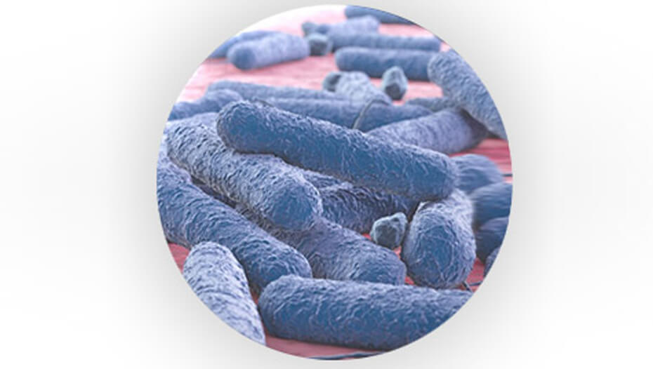 Pre-biotic bacteria