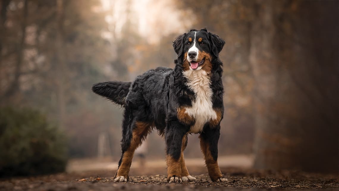 成犬糧