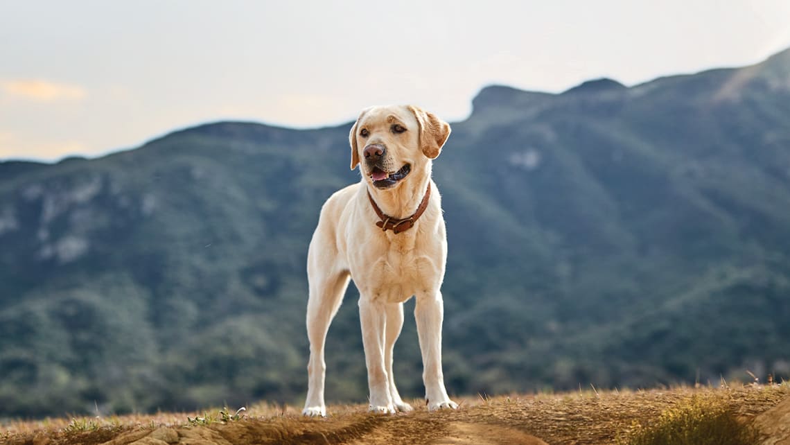 熟齡犬糧