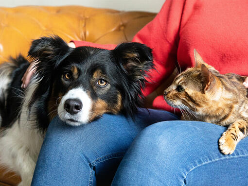 Dog and cat on owners lap