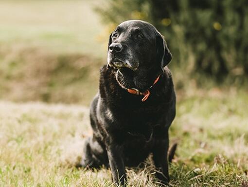 冠能熟齡犬系列